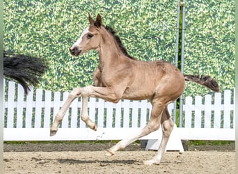 Westphalien, Étalon, Poulain (04/2026), Noir