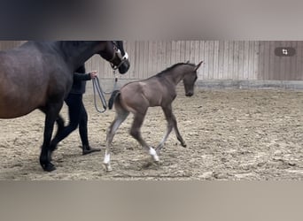 Westphalien, Étalon, Poulain (06/2024), Noir