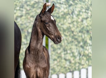 Westphalien, Étalon, Poulain (05/2026), Noir