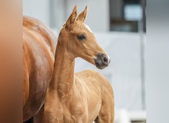 Westphalien, Étalon, Poulain (06/2024), Palomino