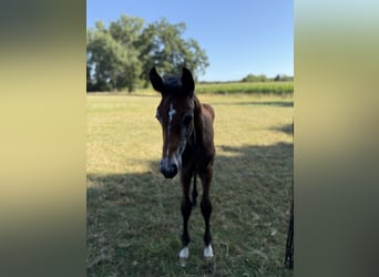 Westphalien, Étalon, Poulain (06/2026), Peut devenir gris