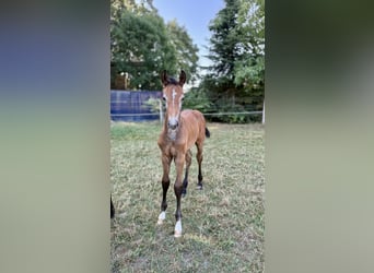 Westphalien, Étalon, Poulain (06/2026), Peut devenir gris