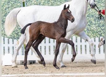 Westphalien, Étalon, Poulain (04/2026), Peut devenir gris