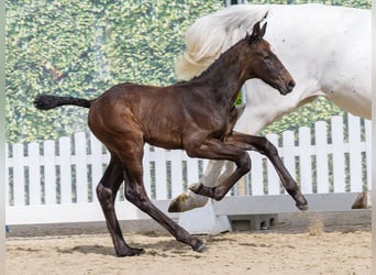 Westphalien, Étalon, Poulain (04/2026), Peut devenir gris