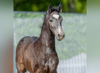 Westphalien, Étalon, Poulain (04/2026), Peut devenir gris