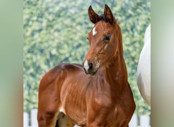 Westphalien, Étalon, Poulain (05/2026), Peut devenir gris