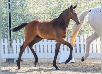 Westphalien, Étalon, Poulain (04/2026), Peut devenir gris
