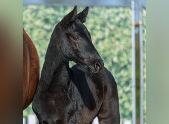 Westphalien, Étalon, Poulain (02/2026), Peut devenir gris