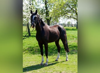 Westphalien, Hongre, 10 Ans, 168 cm, Bai brun foncé