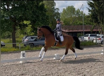 Westphalien, Hongre, 10 Ans, 170 cm, Bai