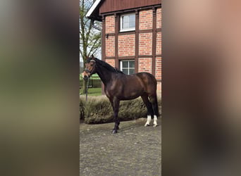 Westphalien, Hongre, 10 Ans, 170 cm, Bai