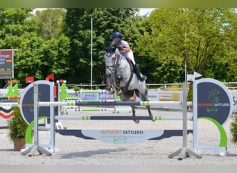 Westphalien, Hongre, 10 Ans, 174 cm, Gris