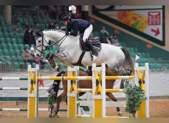Westphalien, Hongre, 10 Ans, 174 cm, Gris