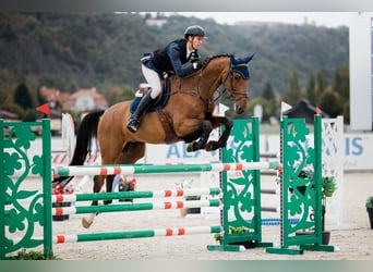 Westphalien, Hongre, 10 Ans, 175 cm, Bai