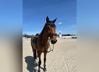 Westphalien, Hongre, 10 Ans, 175 cm, Bai