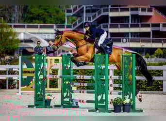 Westphalien, Hongre, 10 Ans, 175 cm, Bai