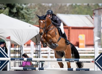 Westphalien, Hongre, 10 Ans, 175 cm, Bai