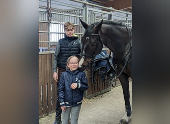 Westphalien, Hongre, 10 Ans, 176 cm, Bai brun foncé