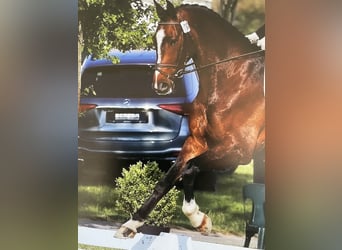 Westphalien, Hongre, 10 Ans, 178 cm, Bai brun