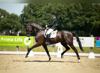 Westphalien, Hongre, 10 Ans, 180 cm, Noir