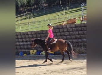 Westphalien, Hongre, 11 Ans, 161 cm, Bai brun