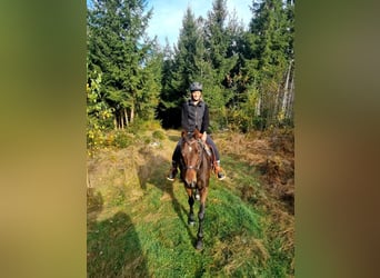 Westphalien, Hongre, 11 Ans, 161 cm, Bai brun
