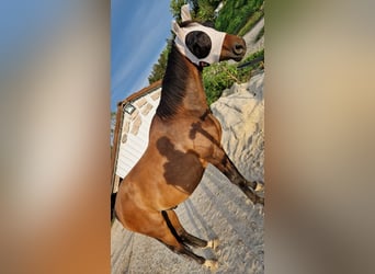 Westphalien, Hongre, 11 Ans, 161 cm, Bai brun
