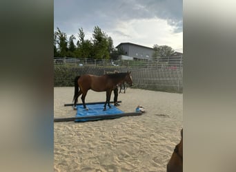Westphalien, Hongre, 11 Ans, 161 cm, Bai brun
