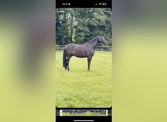 Westphalien, Hongre, 11 Ans, 168 cm, Bai brun