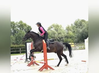 Westphalien, Hongre, 11 Ans, 168 cm, Bai brun