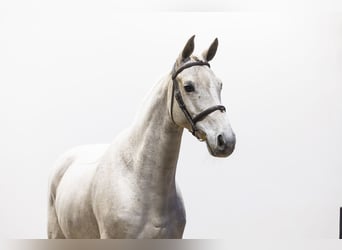 Westphalien, Hongre, 11 Ans, 168 cm, Gris