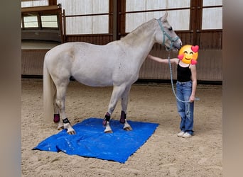 Westphalien, Hongre, 11 Ans, 170 cm, Gris