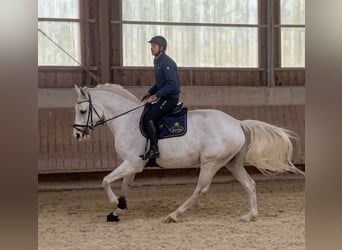 Westphalien, Hongre, 11 Ans, 170 cm, Gris