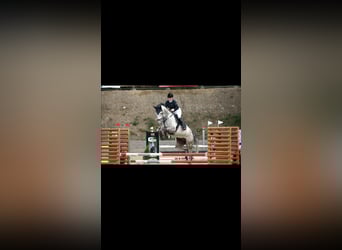 Westphalien, Hongre, 11 Ans, 180 cm, Gris