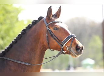 Westphalien, Hongre, 12 Ans, 166 cm, Bai