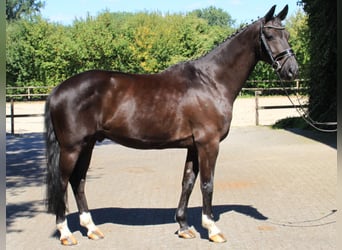 Westphalien, Hongre, 12 Ans, 167 cm, Bai brun