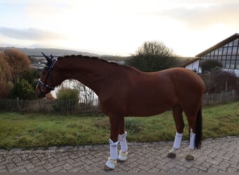 Westphalien, Hongre, 12 Ans, 168 cm, Alezan