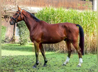 Westphalien, Hongre, 12 Ans, 172 cm, Bai