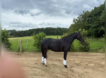 Westphalien, Hongre, 13 Ans, 160 cm, Noir