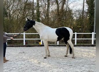 Westphalien, Hongre, 13 Ans, 173 cm, Pinto