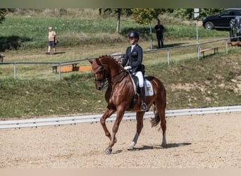 Westphalien, Hongre, 13 Ans, 174 cm, Alezan