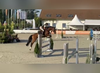 Westphalien, Hongre, 14 Ans, 165 cm, Bai cerise