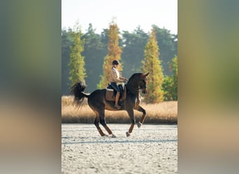 Westphalien, Hongre, 14 Ans, 168 cm, Bai