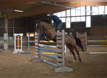 Westphalien, Hongre, 15 Ans, 165 cm, Bai