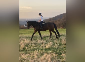 Westphalien, Hongre, 15 Ans, 170 cm, Bai