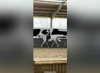 Westphalien, Hongre, 16 Ans, 170 cm, Gris