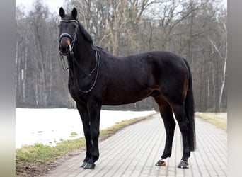 Westphalien, Hongre, 16 Ans, 172 cm, Bai brun