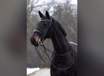 Westphalien, Hongre, 16 Ans, 172 cm, Bai brun