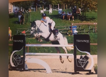 Westphalien, Hongre, 17 Ans, 171 cm, Gris
