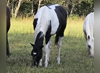 Westphalien, Hongre, 1 Année, 165 cm, Tobiano-toutes couleurs